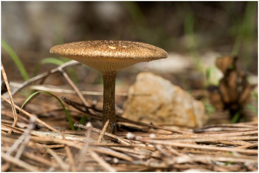 Detailed macro image of a mushroom growing amidst