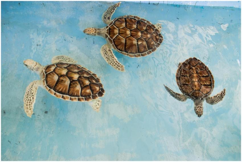 Three sea turtles swimming in clear blue waters of
