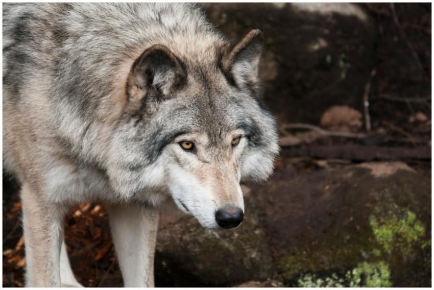 Detailed close-up of a grey wolf showcasing its na