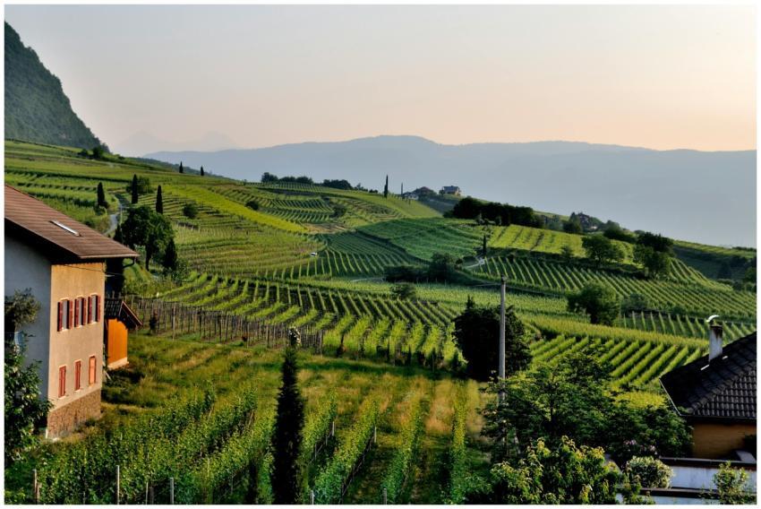 Idyllic countryside vineyard landscape featuring l