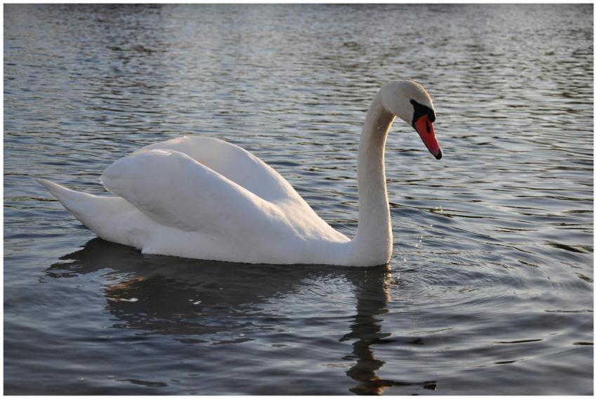 A serene image of a mute swan gracefully swimming,