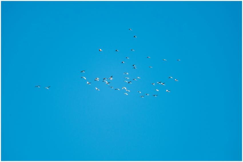Flock Birds Flying Clear