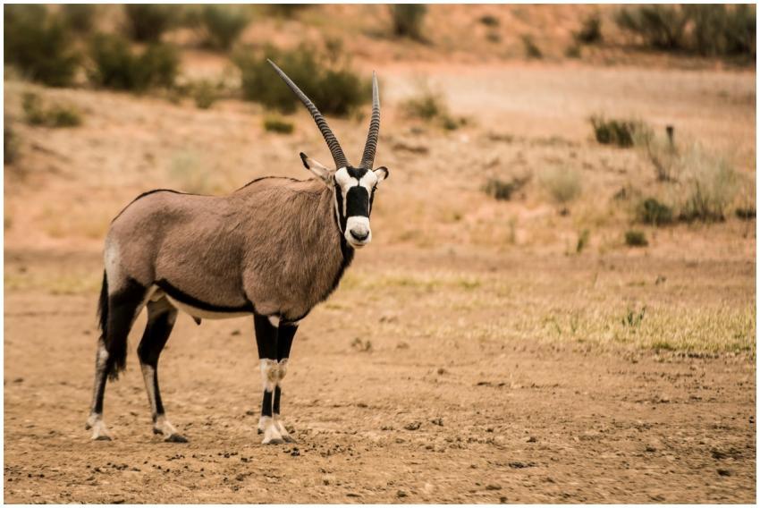 A stunning oryx poses in a serene desert setting,