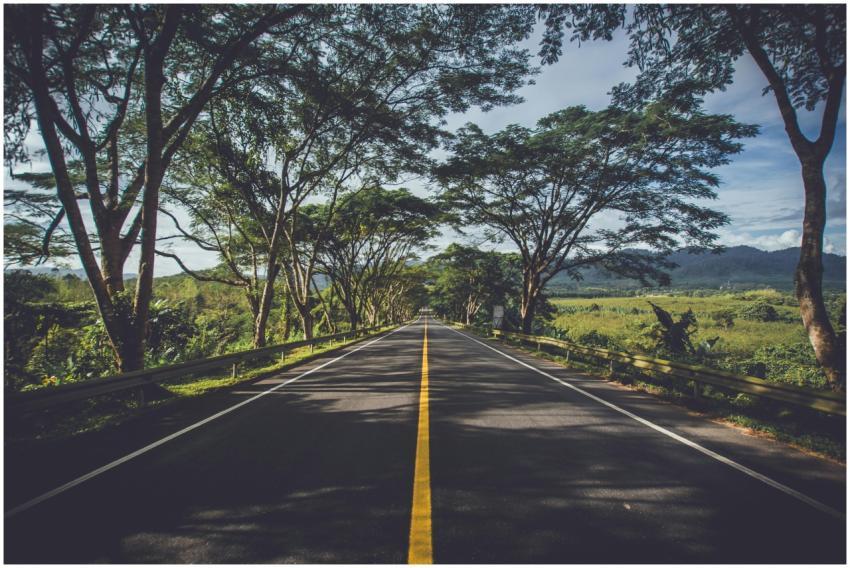 Serene road flanked by vibrant trees and lush gree
