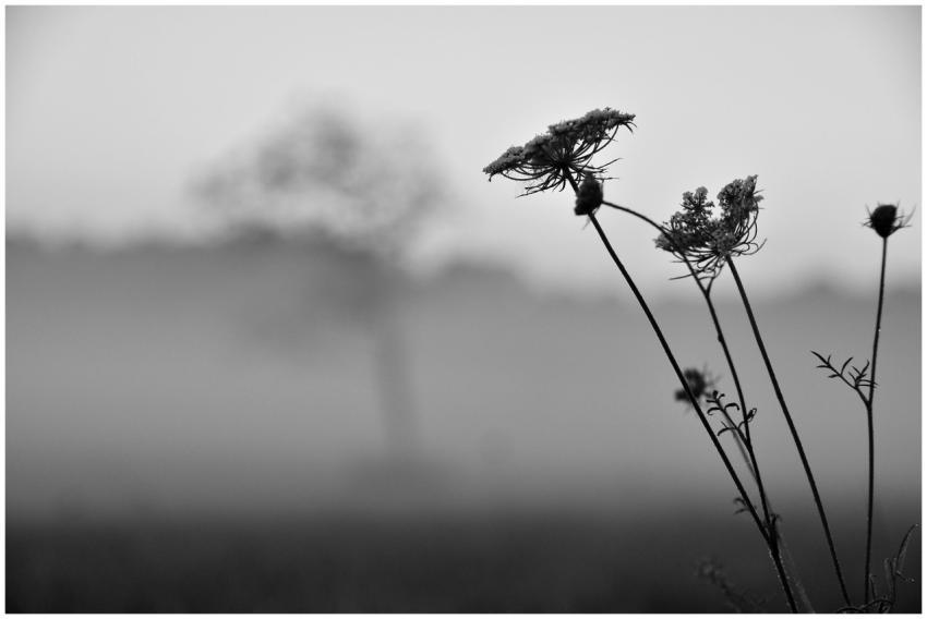 Black and white image of flowers silhouetted again