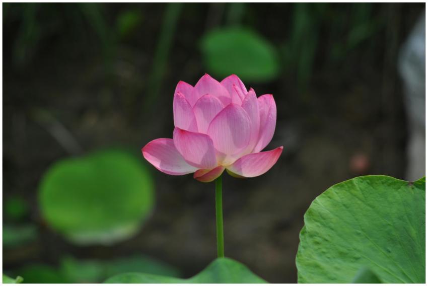 Close Up Pink Lotus