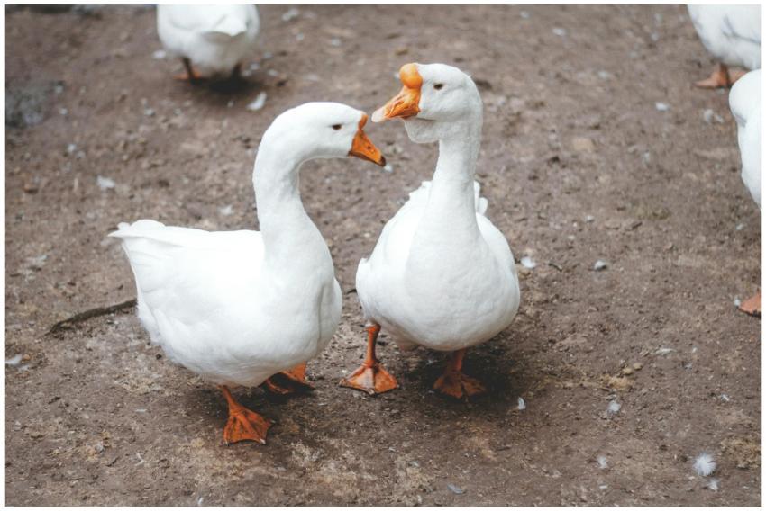 Two white domestic geese standing on a dirt path i