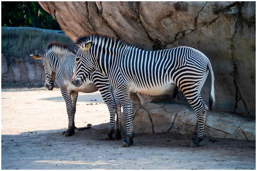 Two zebras standing in a zoo enclosure in Mexico C