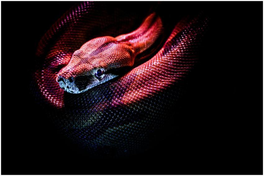 Striking image of a red-bellied python showcasing