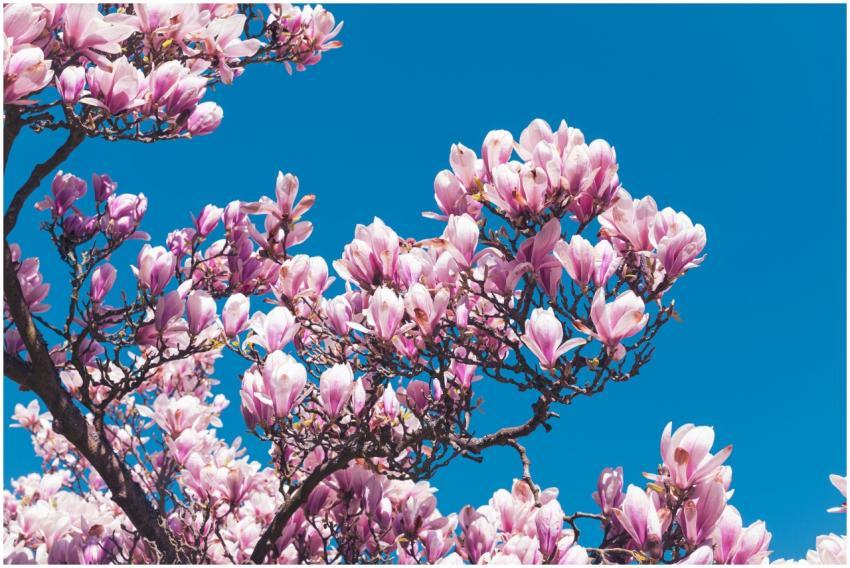 Blooming magnolia tree with pink flowers under a c