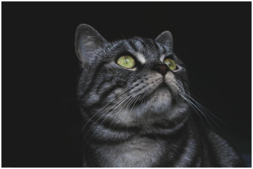 An adorable grey tabby cat with striking green eye