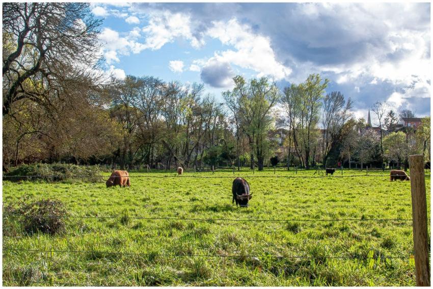 Idyllic rural scene of cattle grazing in a lush gr