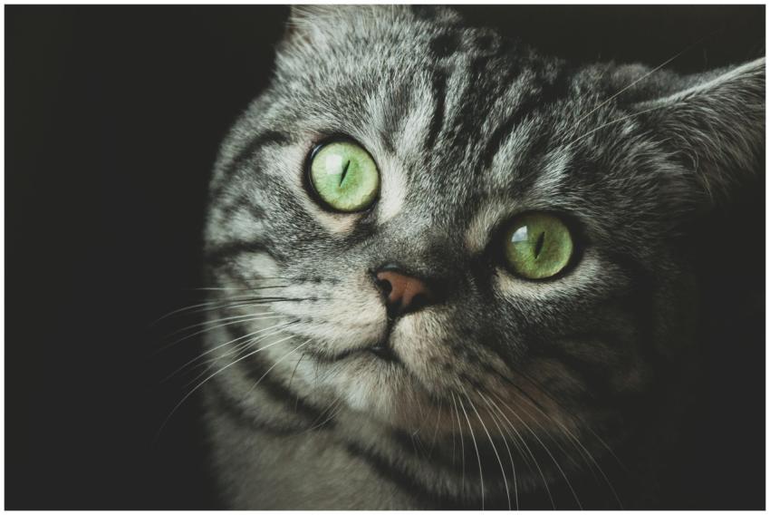 Adorable tabby cat gazing with bright green eyes i