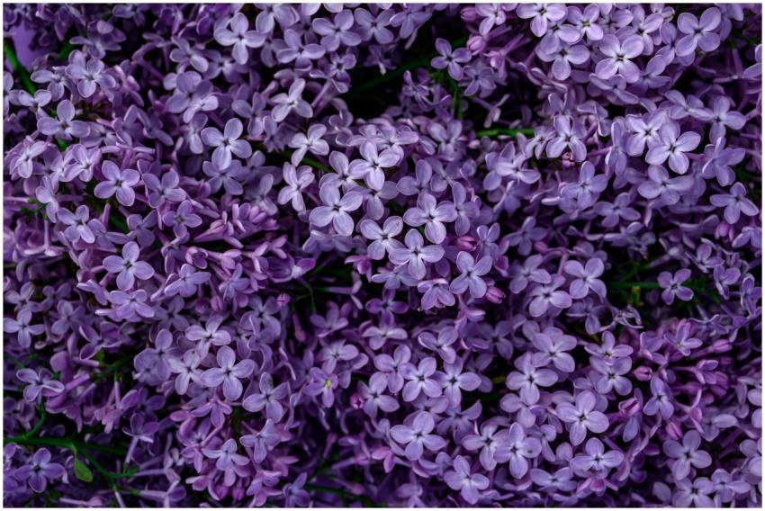Close-up view of vibrant lilac flowers in full blo