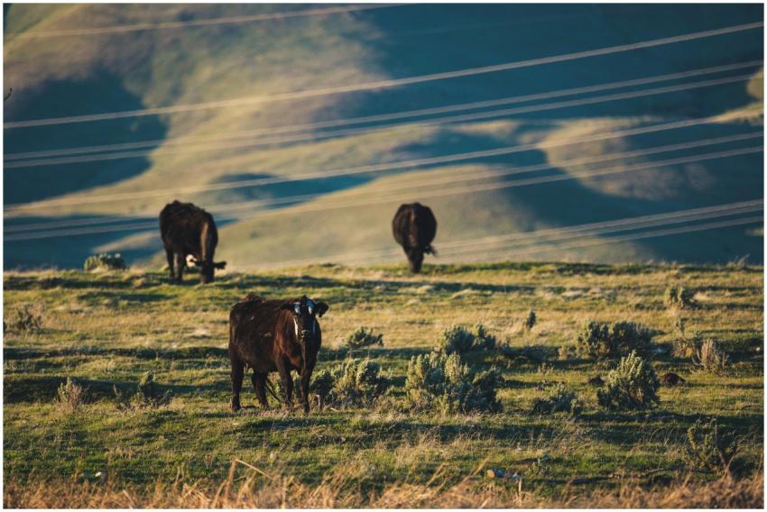 Cattle grazing on a scenic green hillside under cl