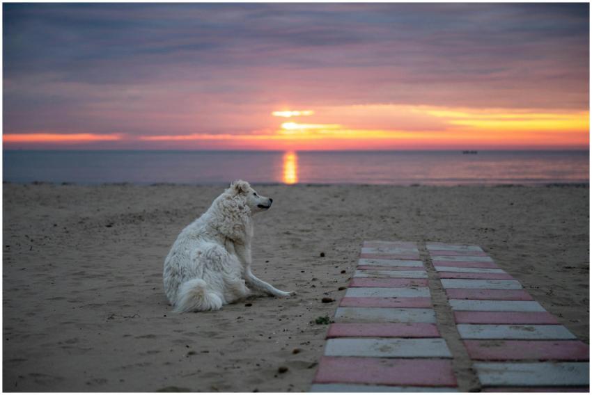 A serene sunrise at Manfredonia beach with a dog r