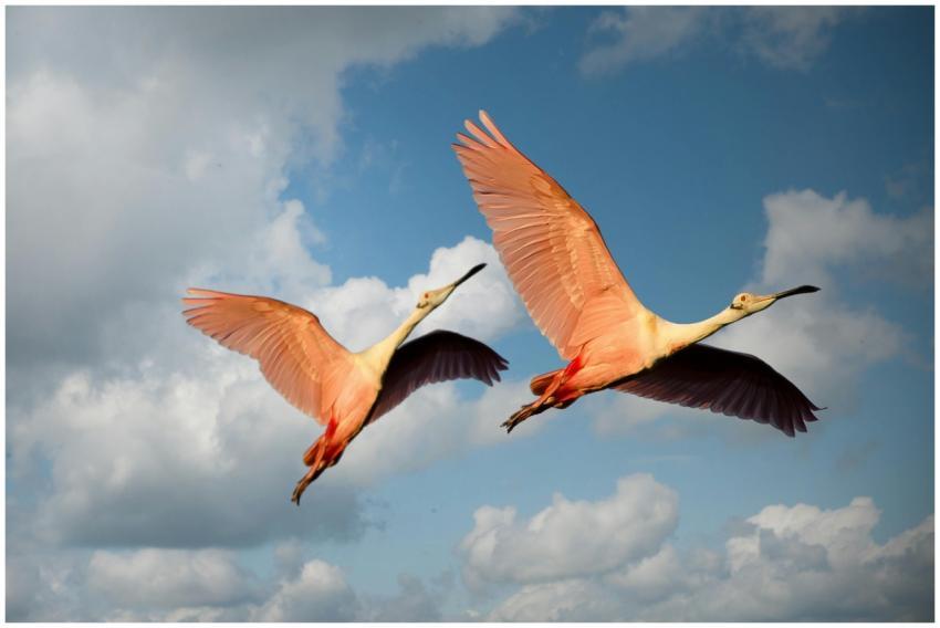 Two roseate spoonbills flying together showcasing