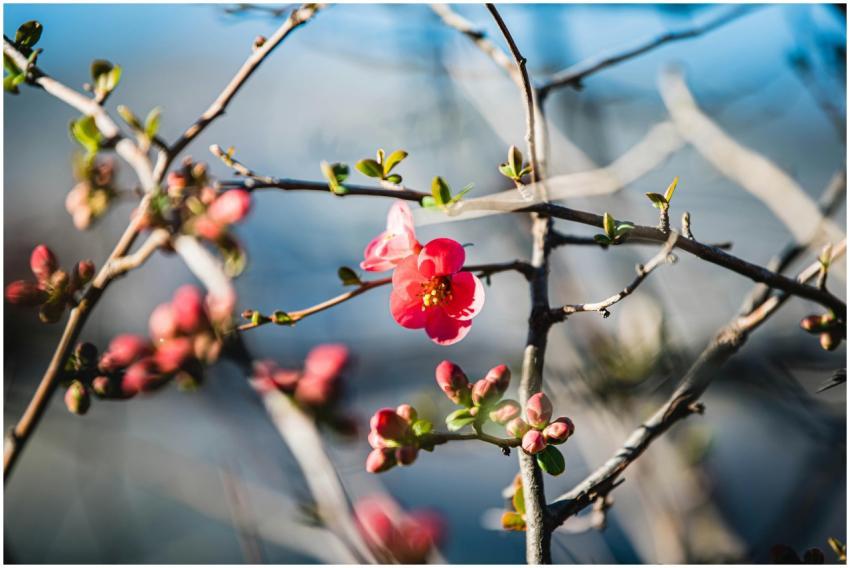 Beautiful red flower blooming on branch during spr