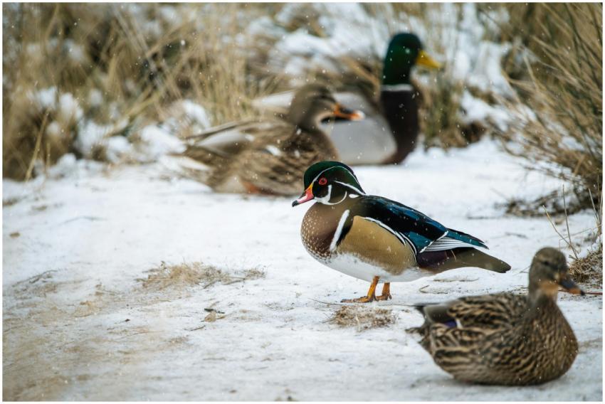 A group of mallard ducks and a wood duck on snow-c