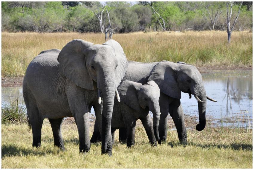 A family of African elephants standing by a waterh