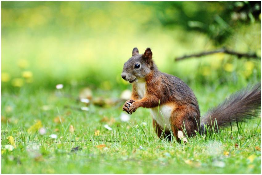 Close-up of a curious European red squirrel standi