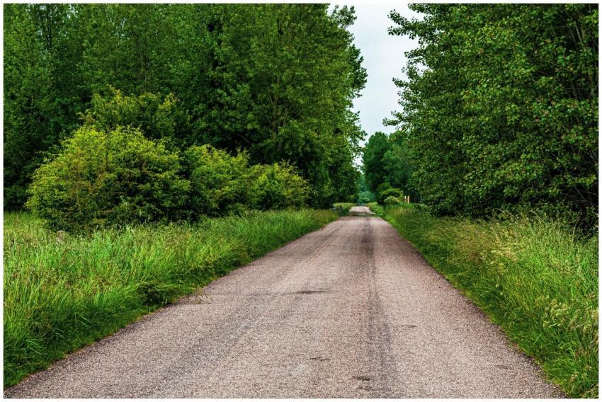 A tranquil rural road stretches through lush green