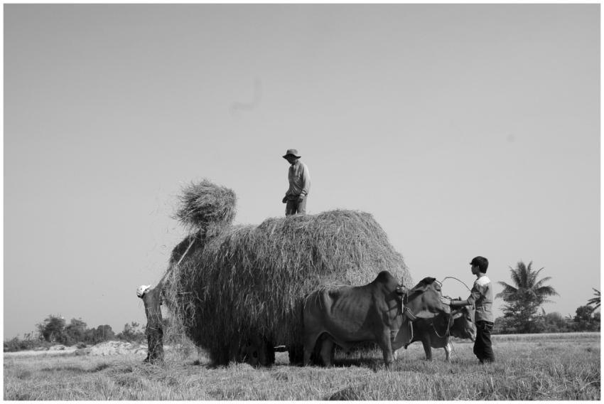 Black and white image showcasing traditional farmi