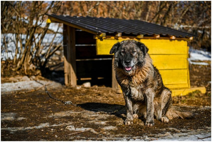 Caucasian Shepherd Dog sits beside a rustic wooden