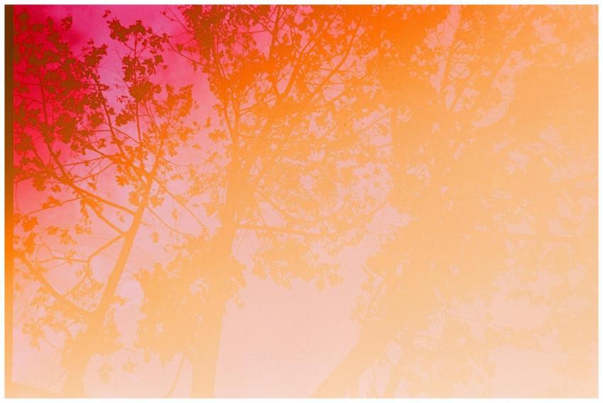 Artistic view of tree silhouettes against a vibran