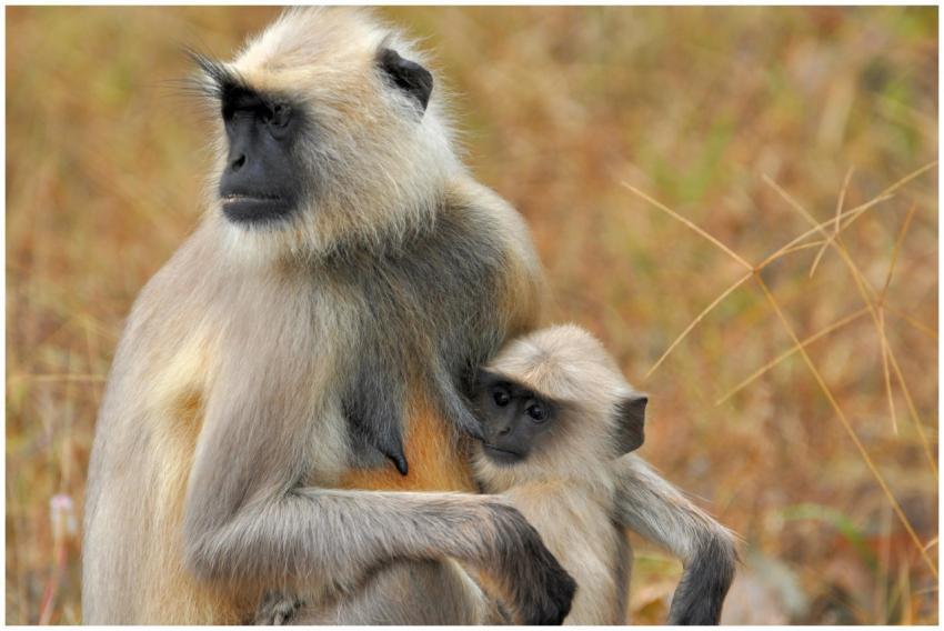 A heartwarming scene of a mother langur embracing
