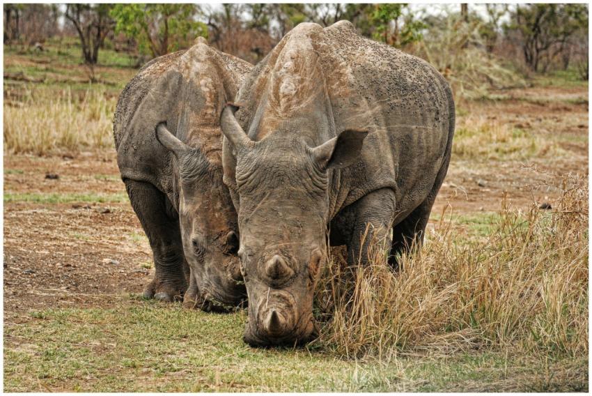 Two rhinoceroses grazing in a natural wildlife res