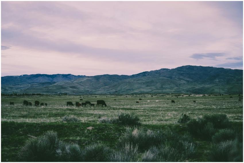Serene rural landscape featuring livestock grazing