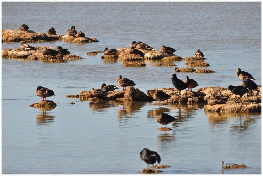 Ducks peacefully resting on scattered rocks in a s