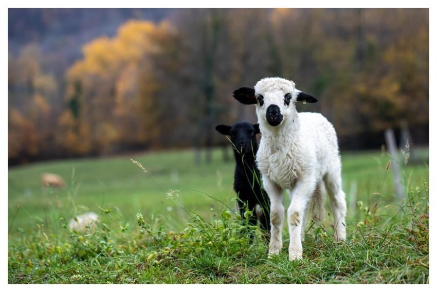 Lamb Sheep Animals Mammals