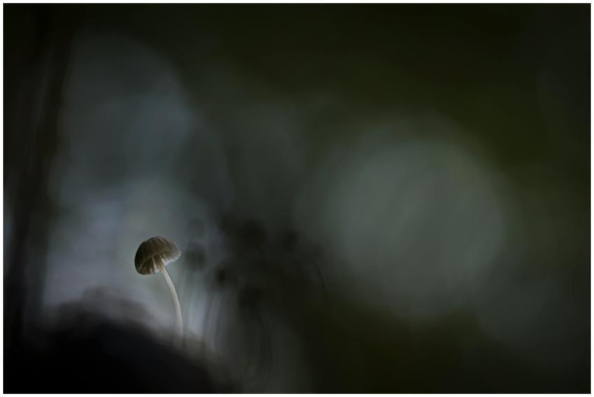 A lone mushroom in soft focus, emerging from a dar