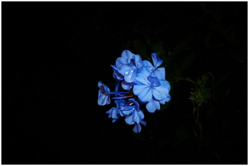 Close-up of a vibrant blue flower with water dropl
