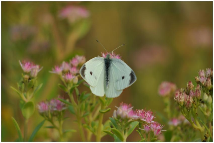 Cabbage White Butterfly Pink