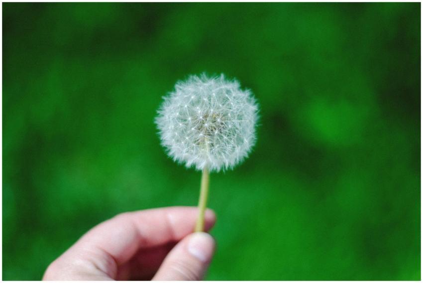 Close-up of a hand holding a dandelion against a g