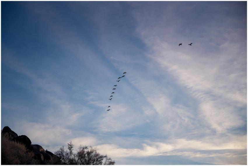 A serene scene of birds flying in formation across