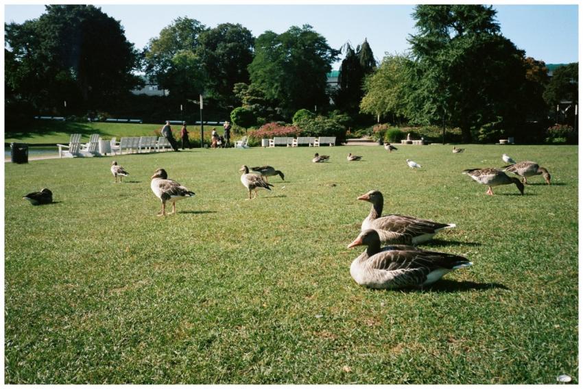 Geese relaxing on lush green grass in a sunny park