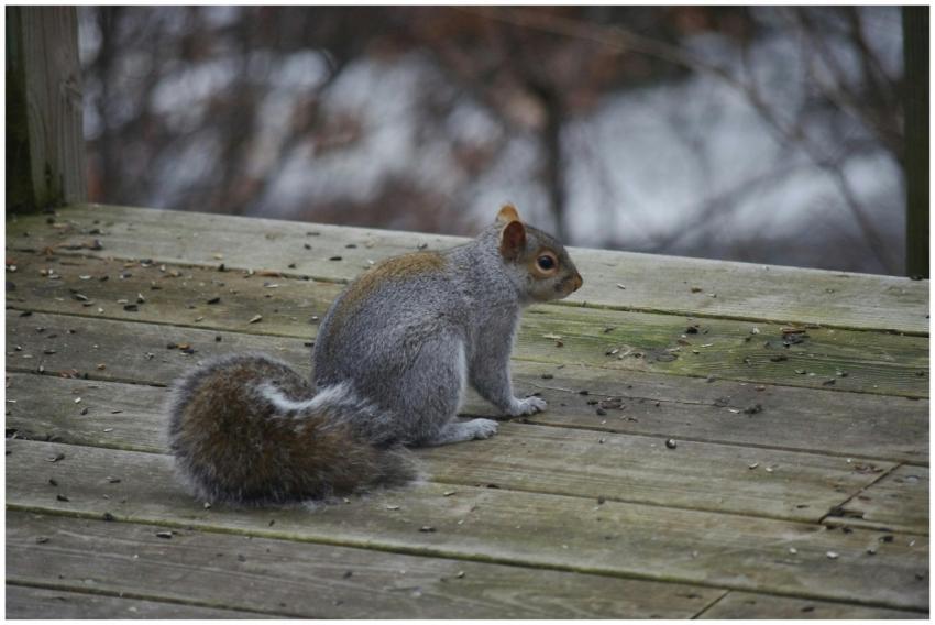 A grey squirrel sitting on a wooden deck surrounde
