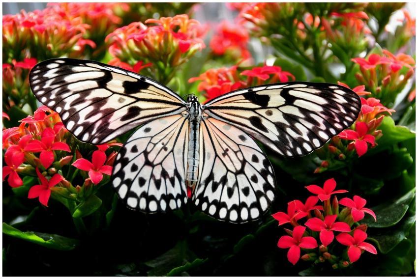 Close-up of a paper kite butterfly perched on vivi