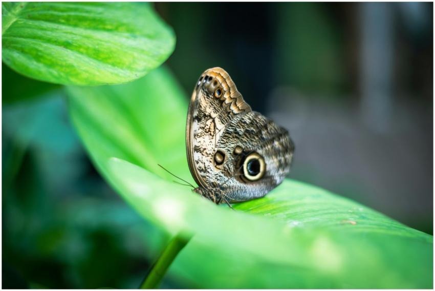 A close-up of a Caligo butterfly resting on a vibr