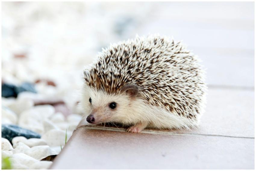 Close-up of a cute hedgehog with prickly spikes on