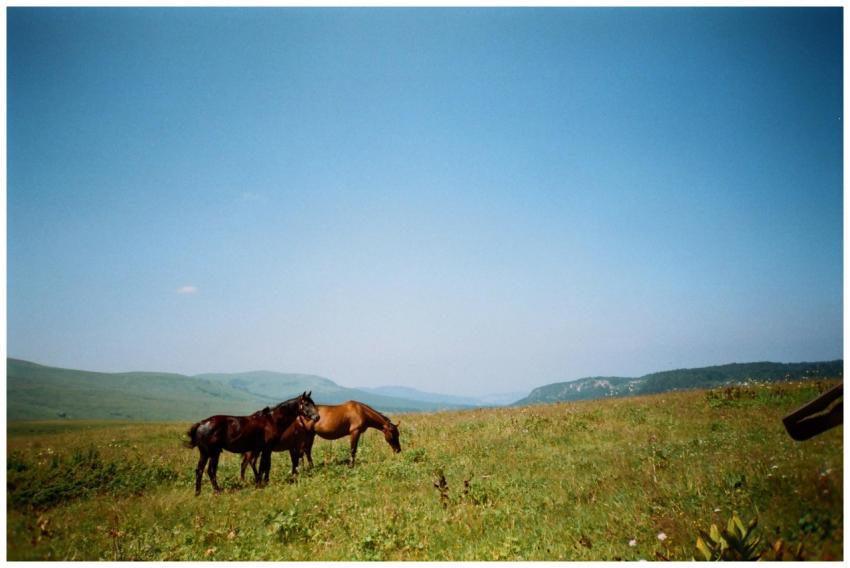 A peaceful countryside scene with horses grazing i