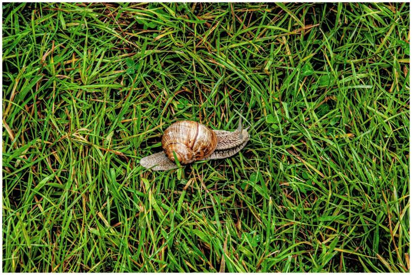 Close-up of a snail moving through green grass in