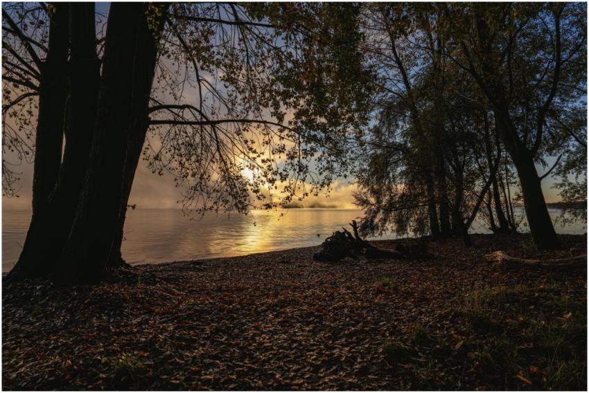 Peaceful sunrise over a lakeside forest in autumn,