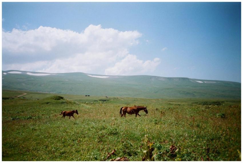 Wide view of horses grazing in lush green field un