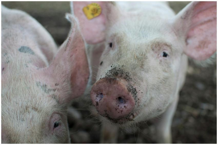 A detailed close-up of two curious pigs in a farm