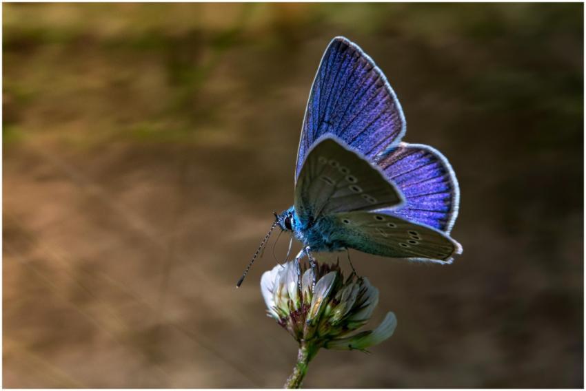 A delicate blue butterfly perched on a white flowe